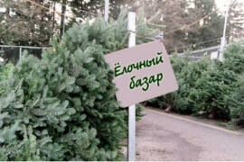 В Подмосковье с 1 декабря начнется продажа елок