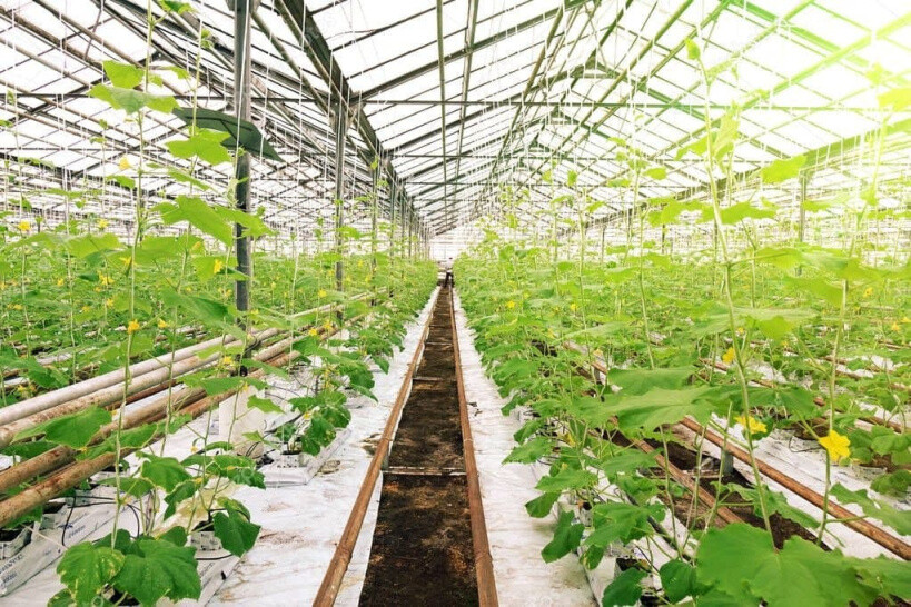 В Богородском городском округе построят объект сельского хозяйства и производства