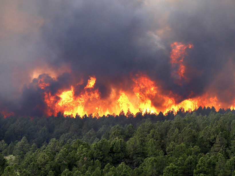 Ограничено посещение лесов в связи с высоким уровнем пожарной опасности