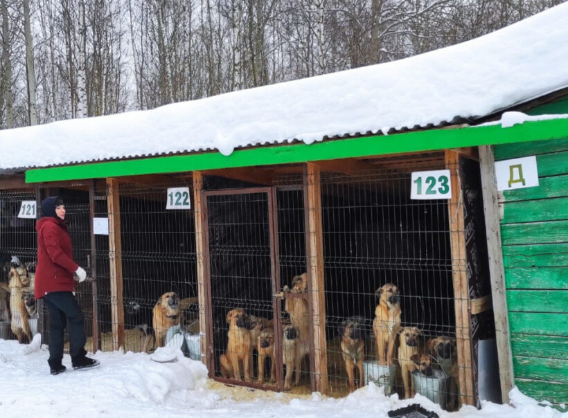 Собаки из приюта в Ногинске получили корм и лакомства от общественников