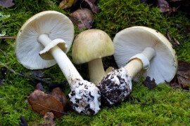 Двое мужчин отравились грибами в Богородском округе